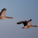 401k Plan Sponsors and the Mutual Fund Expense Ratio Wild Goose Chase