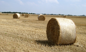 roll-over-1460488-660x395