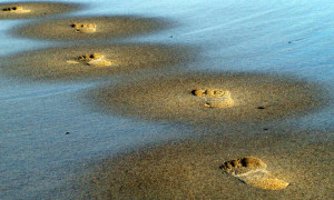 footprints-1400632-660x395