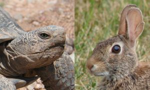 tortoise-hare