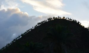 trees-over-the-hill-1624769-660x395