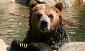bear-1-1310903-660x395
