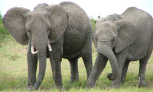 elephants-1471591-660x395