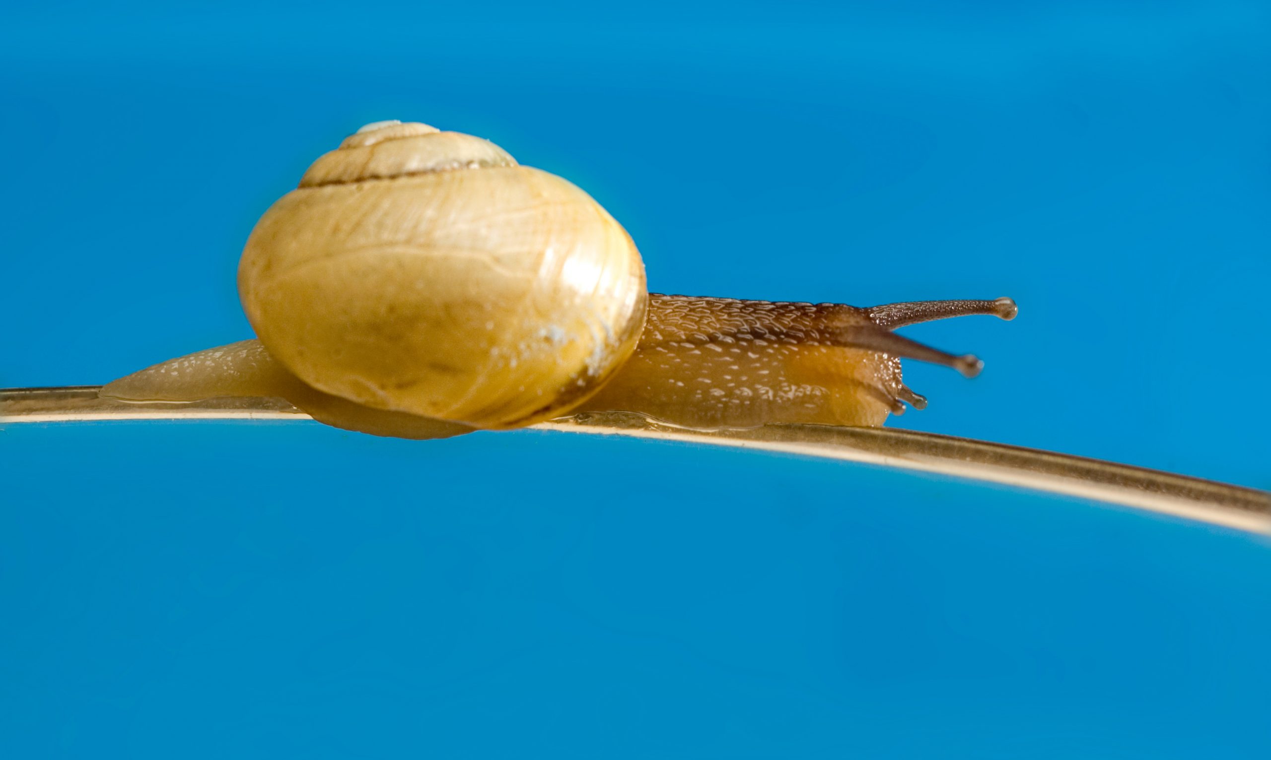 Why Are 401k PEPs Growing At A Slower Than Expected Rate?