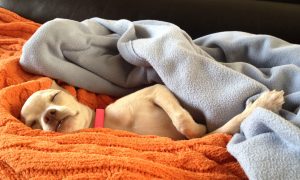 puppy-1340078-660x395
